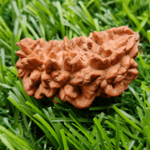 1 Mukhi Rudraksha