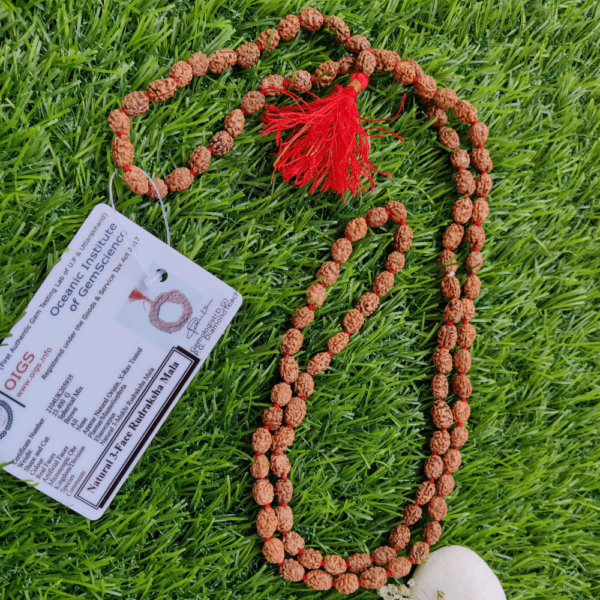 3 Mukhi