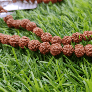 6-Mukhi